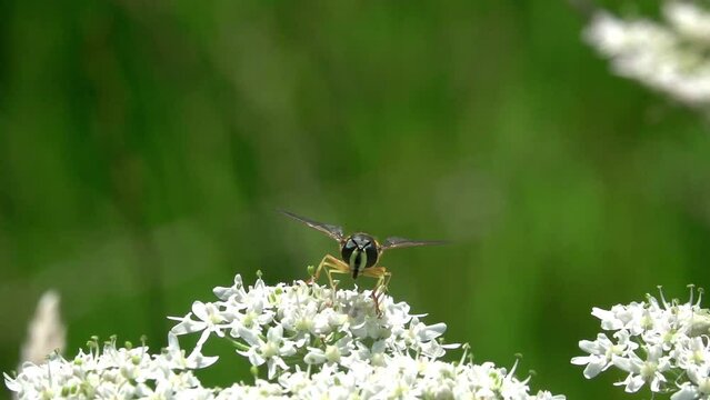 Slow motion (x10) of a hoverfly (Chrysotoxum cautum) feeding on an umbellifer and taking flight. July, Kent, UK.