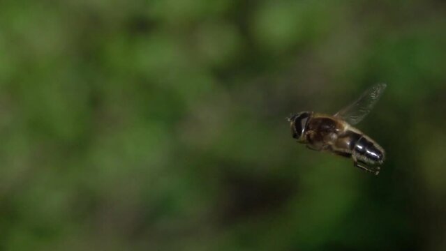 Slow motion (x10) Drone Fly (Eristalis tenax) - a common species of hoverfly - hovering. April, Kent, UK.