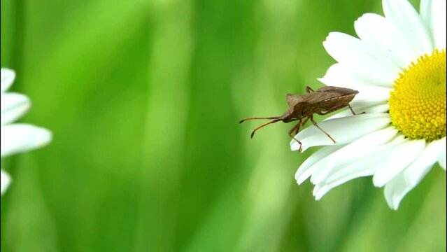 Dock Bug (Coreus marginatus) taking off from a daisy in a garden. June, Kent, UK. [Slow motion x10]