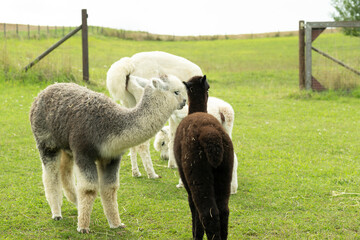 familie alpaka