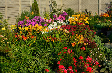 Pysznogłówka szkarłatna, liliowce i floksy wiechowate w ogrodzie (Monarda didyma, Hemerocallis i Phlox paniculata), ogród kwiatowy, ogród z kwitnącymi byliami, colorful flower bed