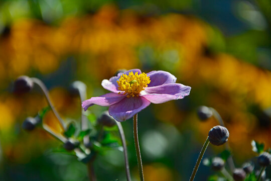 Zawilec japoński (Anemone scabiosa ), r&oacute;zowy zawilec na ż&oacute;łtym tle, Japanese anemone, pink anemone on a yellow background