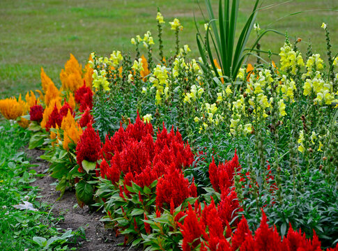 Celozja srebrzysta, grzebionatka właściwa i Lnica pospolita (Linaria vulgaris i Celosia argentea), celozja i lnica na rabacie kwiatowej, yellow toadflax i colorful celosia in ornamental garden