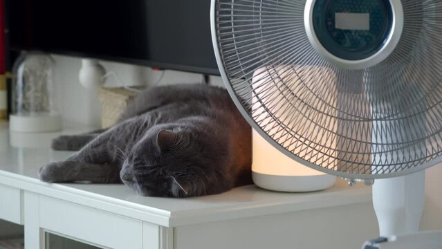 fat gray cat resting near air circulator fan in the heat of summer