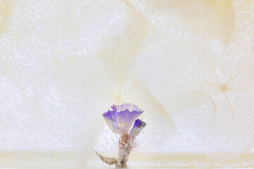 氷の中のドライフラワー