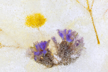 氷の中のドライフラワー