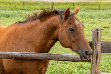 Obraz premium One bay colored horse stands in the green pasture with its head and neck protruding out over the top rail of the wooden fence.