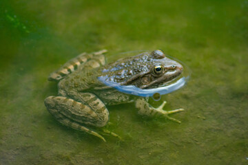 Frog in the water. Frog in the river