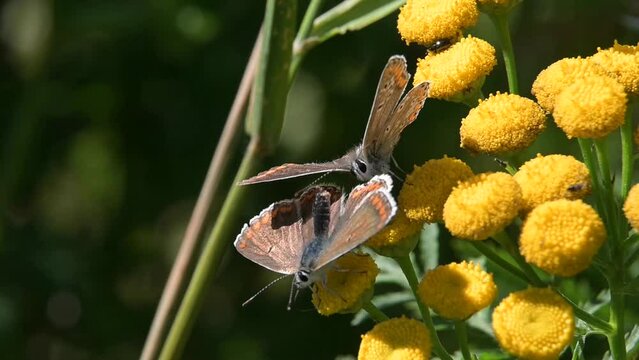 Pair of Brown Argus butterflies (Aricia agestis) displaying courtship behaviour before flying away. August, Kent, UK. [Slow motion x5]