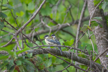 Birds on the tree. Beautiful birds