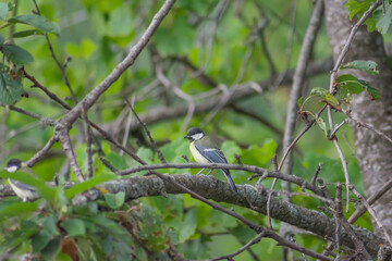 Birds on the tree. Beautiful birds