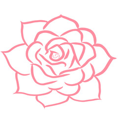 illustration of rose petal’s color Pink ,Popular symbol of flower , vector illustration of hand drawn rose lines