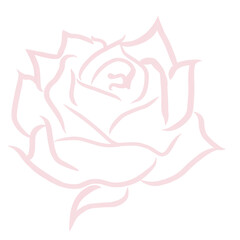illustration of rose petal’s color Pink ,Popular symbol of flower , vector illustration of hand drawn rose lines 