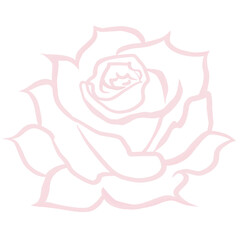 Pink rose, Popular symbol of flower , vector illustration of hand drawn rose lines 