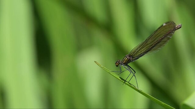 Beautiful Demoiselle damselfly (Calopteryx virgo) female resting on an iris leaf by a stream. June, Kent, UK [Slow motion x5]