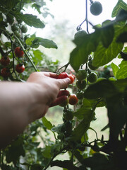 Tomatenernte mit Hand
