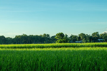 Paddy, also called rice paddy, small, level, flooded field used to cultivate