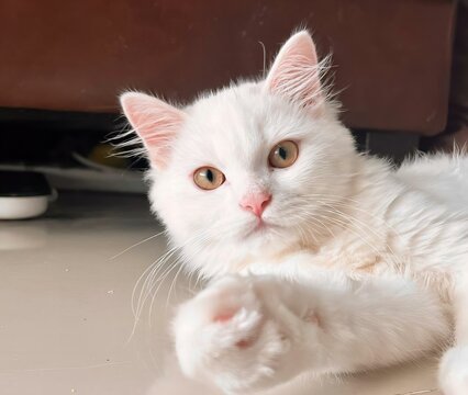 a photography of a white cat laying on the floor with its paw on the floor.