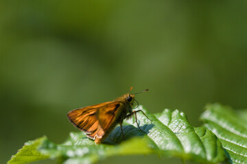 Obraz premium Ochlodes sylvanoides, petit papillon orange