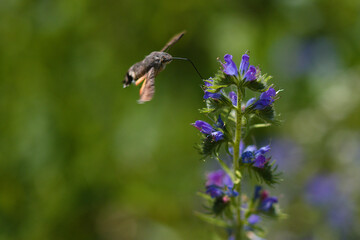 sphinx papillon colibri butinant une vipérine