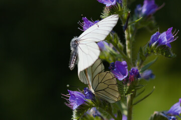  Aporia cratagegi, le gazé