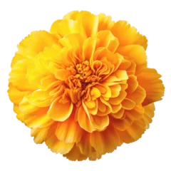 Fotobehang Orange chrysanthemum flower isolated on white transparent, PNG.  © Rawf8