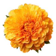 Foto op Canvas Orange chrysanthemum flower isolated on white transparent, PNG.  © Rawf8