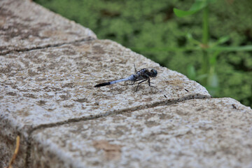 田んぼの白いトンボ