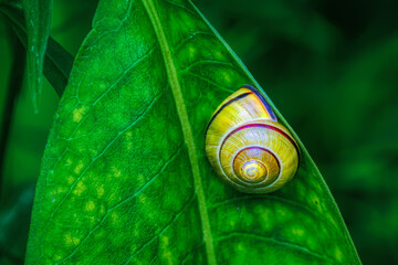 Snail on a plant leaf.  Striped snail on a green leaf.  Snail safely inside its shell yet still clinging to a leaf. - Powered by Adobe