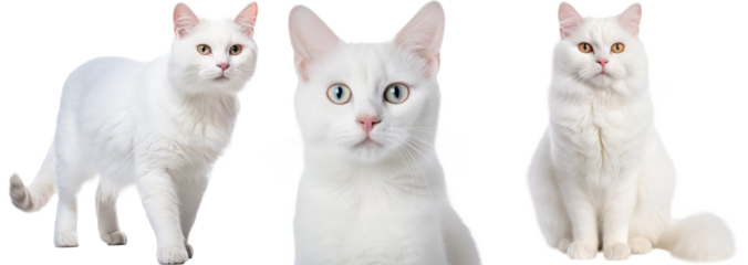 Collection of three cats with white fur, animal bundle isolated on white background as transparent PNG