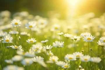 Foto op Plexiglas Daisy on green sunny spring meadow. Luminous blurred © Оксана Олейник