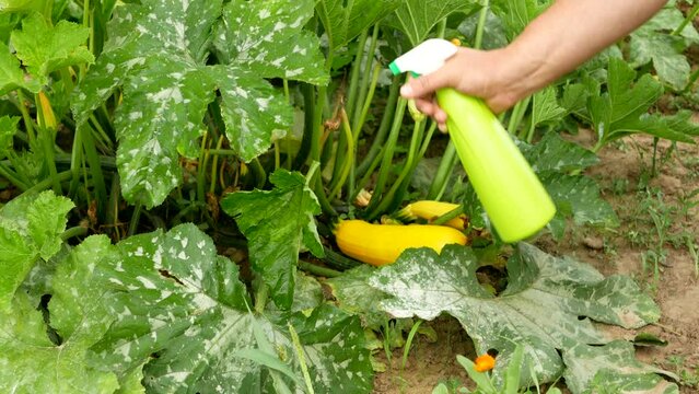 Hand using spray on zucchini yellow flower plant infected by many black aphids. Using no pesticide, made with water, green soap and vinegar.