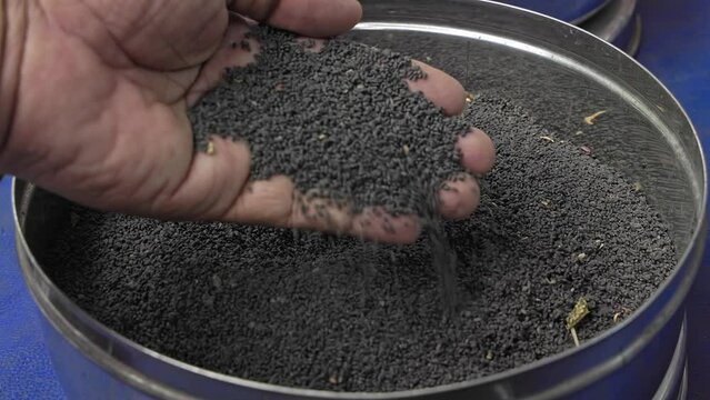 A man checks the quality of ocimum basilicum or basil seeds