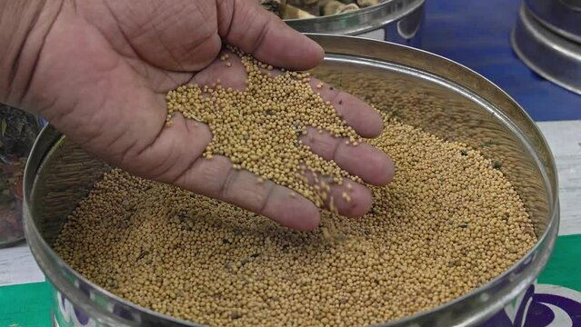 Man checking the quality of semen sinapis or Yellow mustard seeds