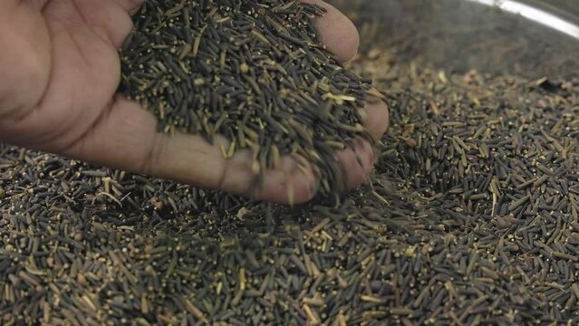 Man checking the quality of centratherum anthelminticum or bitter cumin seeds