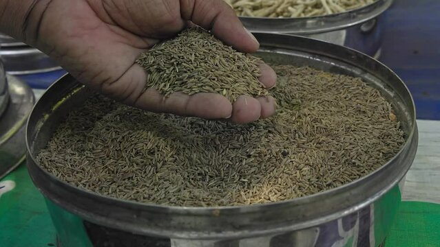 Man checking the quality of cuminum cyminum or Indian cumin seeds
