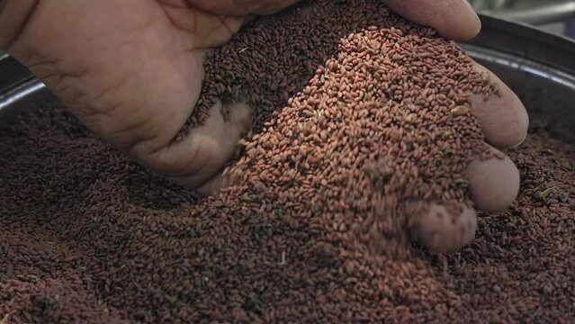 Man checking the quality of garden cress, Lepidium sativum, or Halim seeds