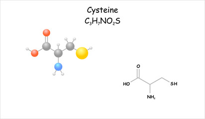 Stylized molecule model/structural formula of cysteine.