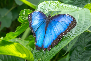 Papillon Morpho Bleu (MORPHOBHELENOR) Amérique centrale