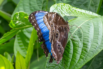 Papillon Morpho Bleu (MORPHOBHELENOR) Amérique centrale © daumy