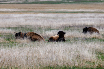 American bison, also known as buffalo, laying down in a grass field in the Grand Teton National Park during spring.
