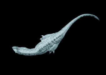 giganotosaurus is lying down and resting on white background top view