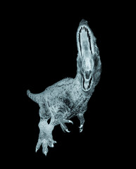 giganotosaurus is trying to jump on white background © DM7
