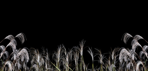 秋の夜の黒背景にススキ