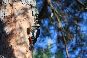 Sweden. The great spotted woodpecker (Dendrocopos major) is a medium-sized woodpecker with pied...