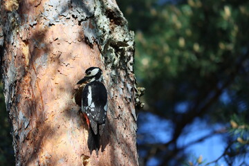Sweden. The great spotted woodpecker (Dendrocopos major) is a medium-sized woodpecker with pied...