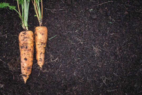 Fresh Organic Carrot Lies On The Ground. Harvest Concept. Agriculture Farm Food. Growing Organic Berries And Vegetables.