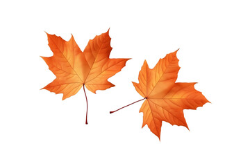 Orange Maple leaves isolated on transparent background PNG

