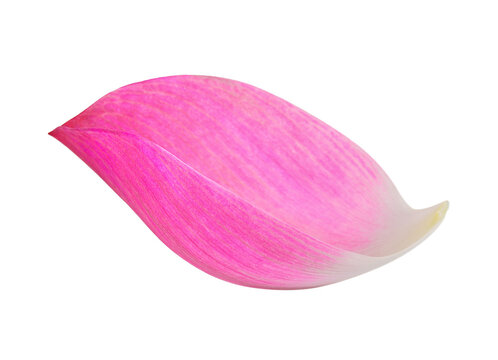 Closeup on lotus petal on transparent png