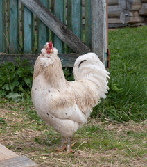 White rooster in the hen house on the farm